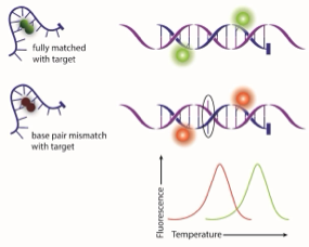 HyBeacons mode of action in PCR and melting analysis.